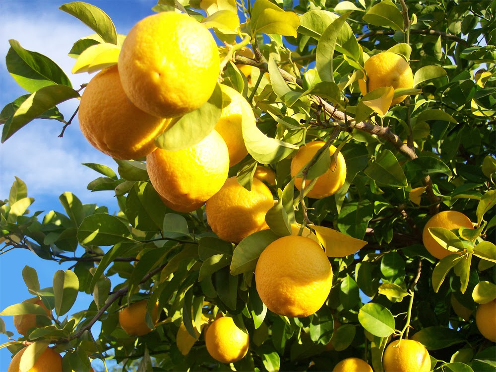 Limun, naranča, kalamondin, kumkvat.....jednom rječju agrumi